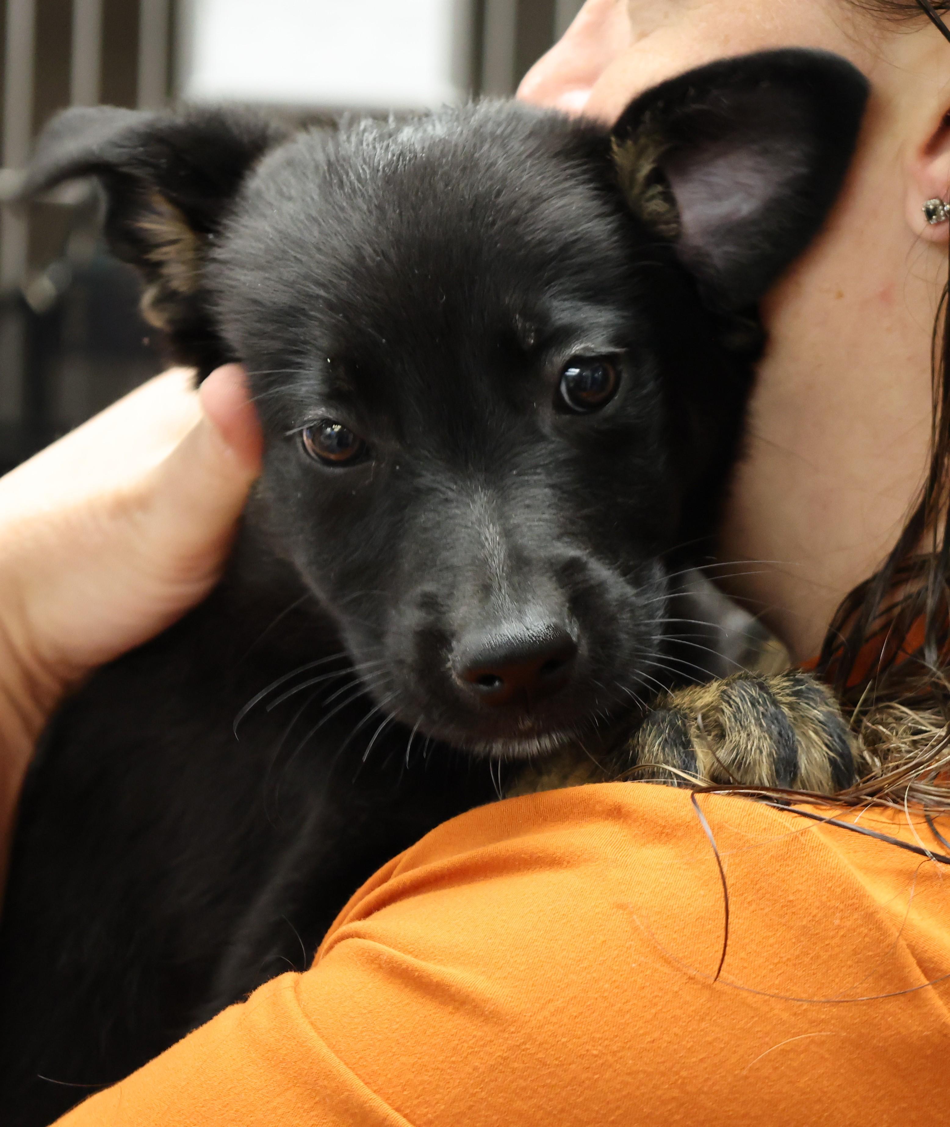 Turbo, an adoptable mixed breed in Palatine, IL image 4/4