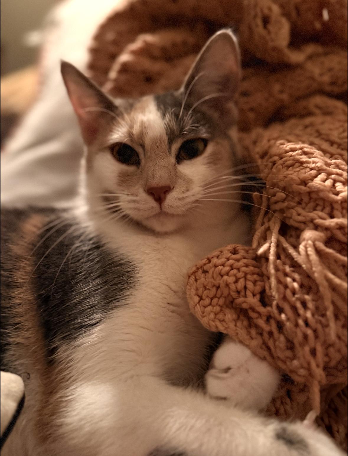 Lucy, an adoptable mixed breed in Belvidere, IL image 3/4