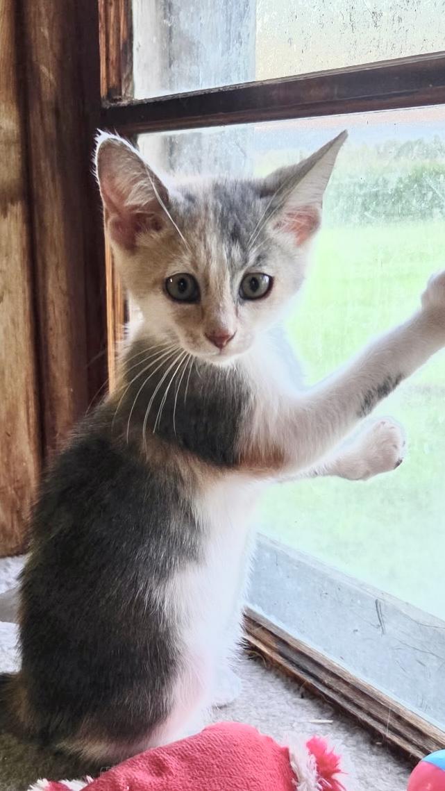 Lucy, an adoptable mixed breed in Belvidere, IL image 4/4