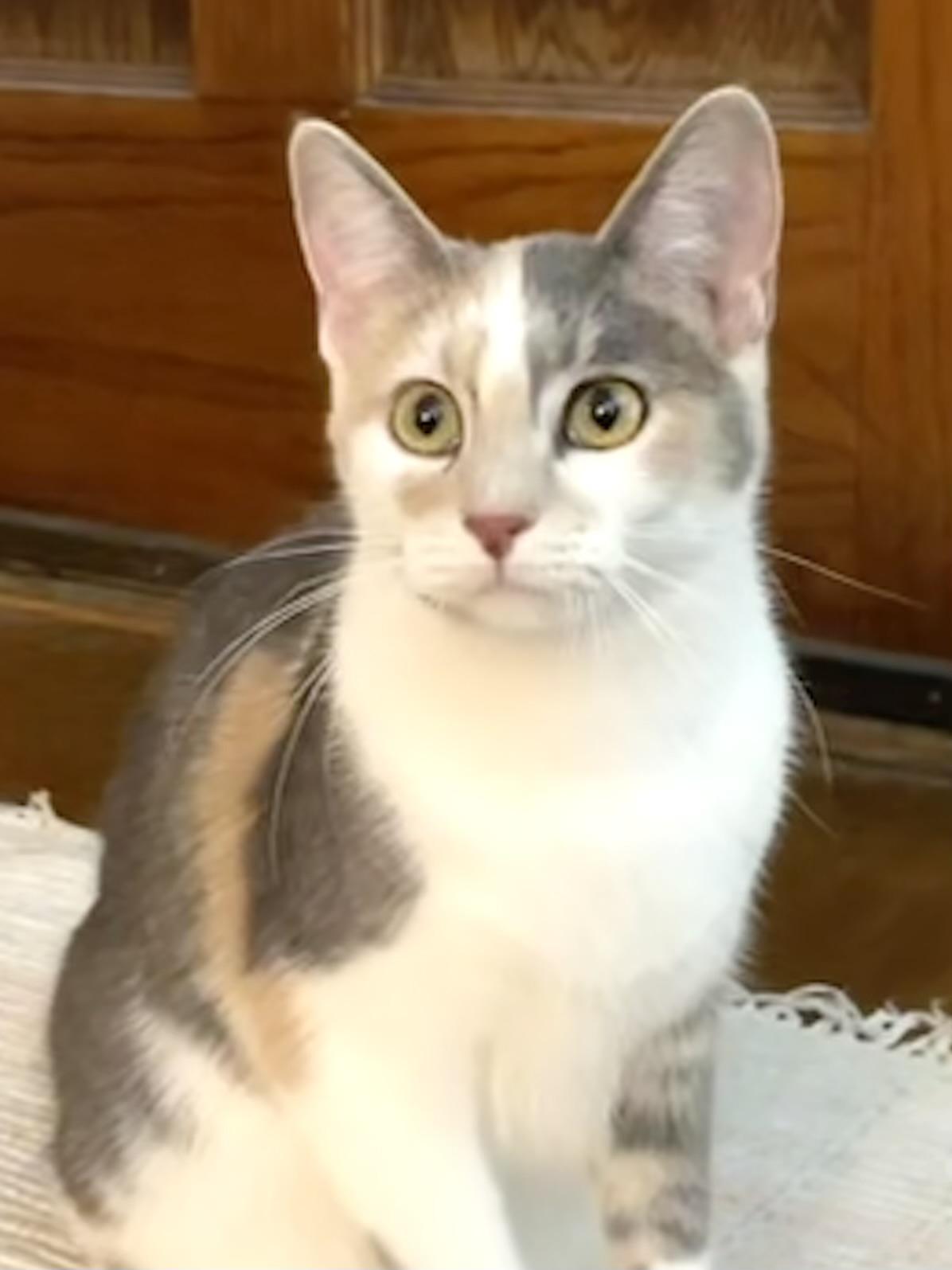 Lucy, adoptable, Young Female Dilute Calico & Domestic Short Hair.