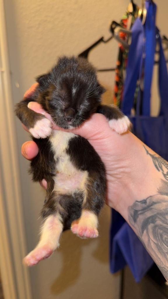 Enlarge Renzo, a Adoptable mixed breed in Johnson City, TN image 2/6