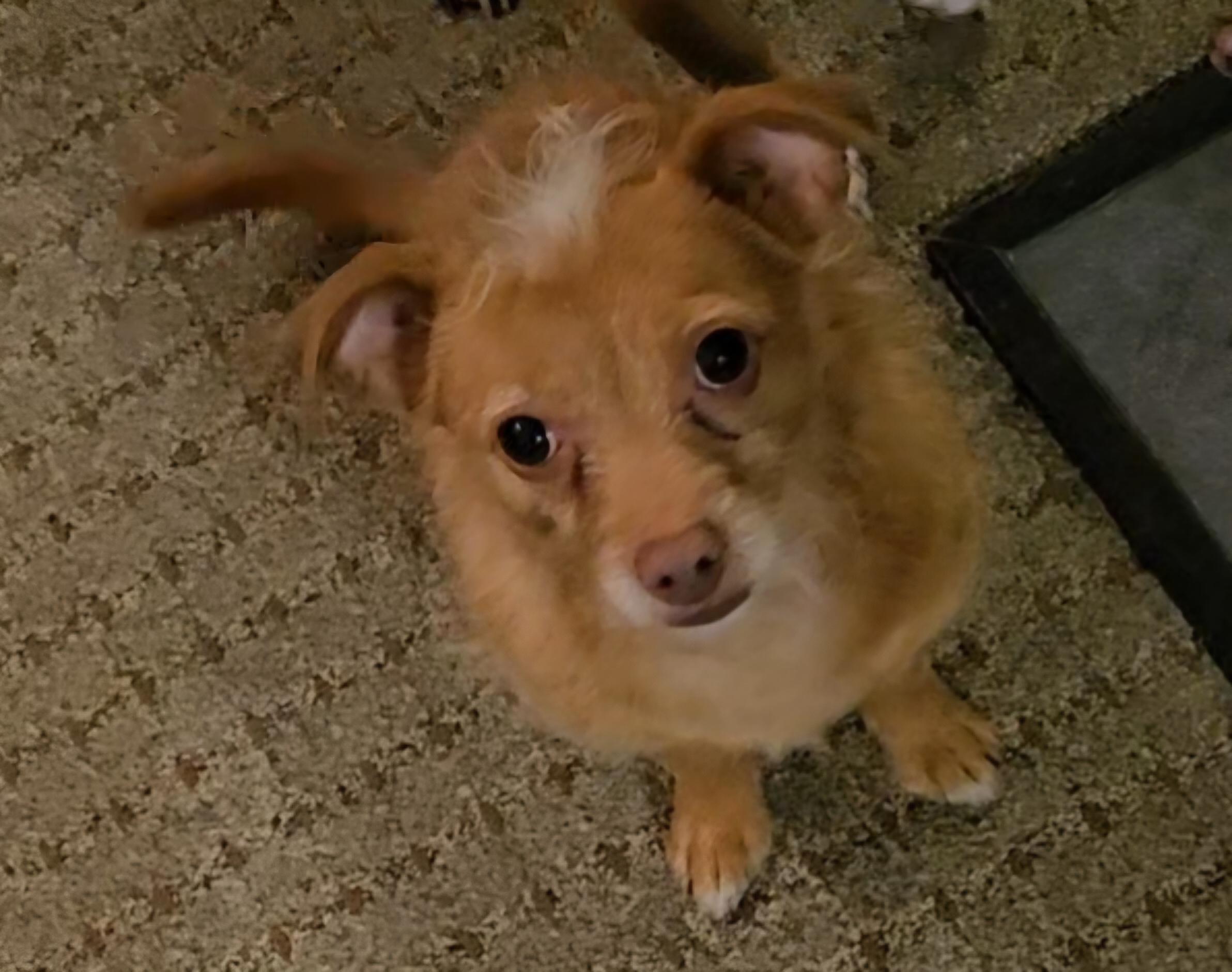 Lulu, an adoptable mixed breed in Vancouver, WA image 2/5
