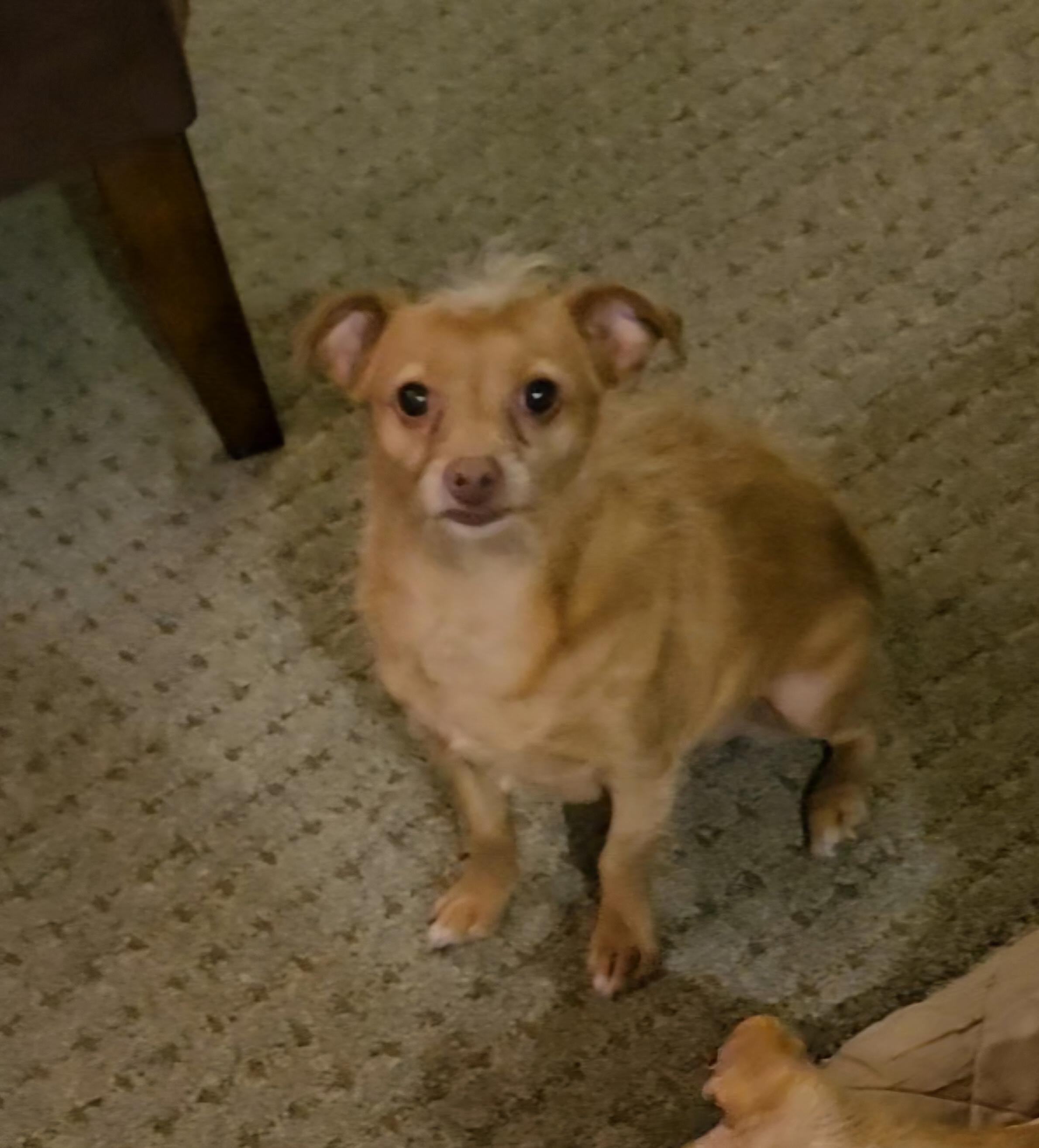 Lulu, an adoptable mixed breed in Vancouver, WA image 5/5