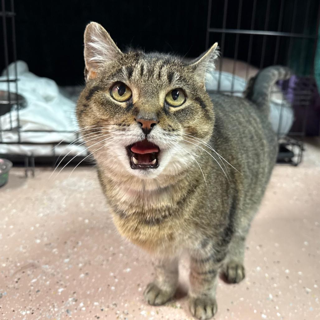 Mae, Adoptable, Adult Female Domestic Short Hair.