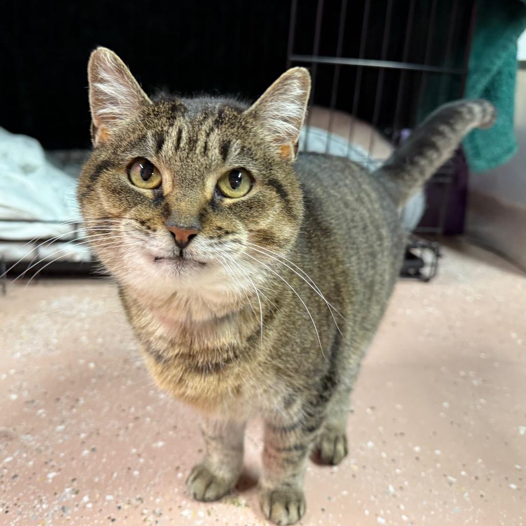 Enlarge Mae, a Adoptable Domestic Short Hair in Ferndale, MI image 2/5