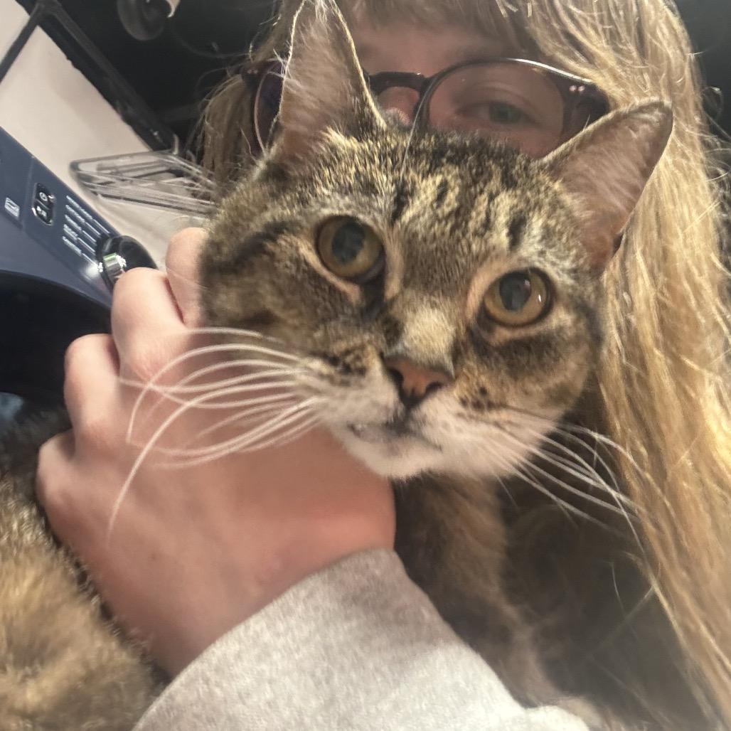 Enlarge Mae, a Adoptable Domestic Short Hair in Ferndale, MI image 3/5