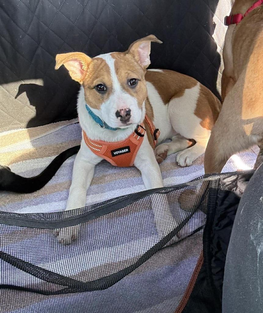 Enlarge EmmyLou $500, a Adoptable mixed breed in Milwaukee, WI image 1/5