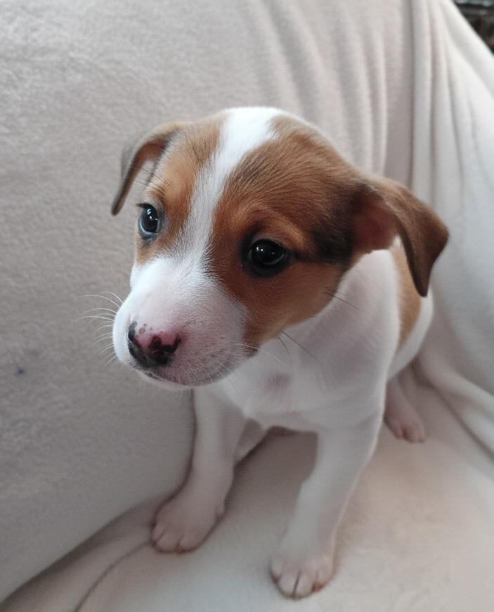 Enlarge EmmyLou $500, a Adoptable mixed breed in Milwaukee, WI image 1/3