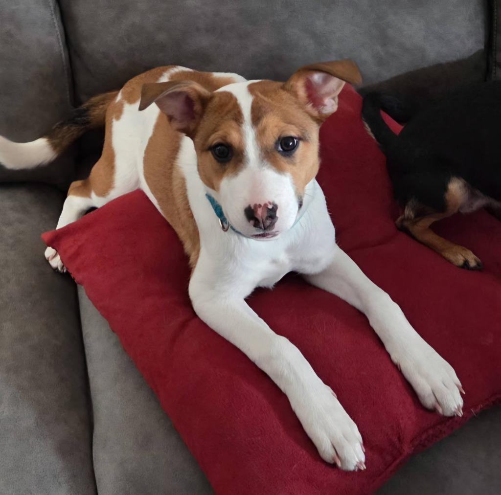 EmmyLou $500, a Adoptable mixed breed in Milwaukee, WI image 2/5
