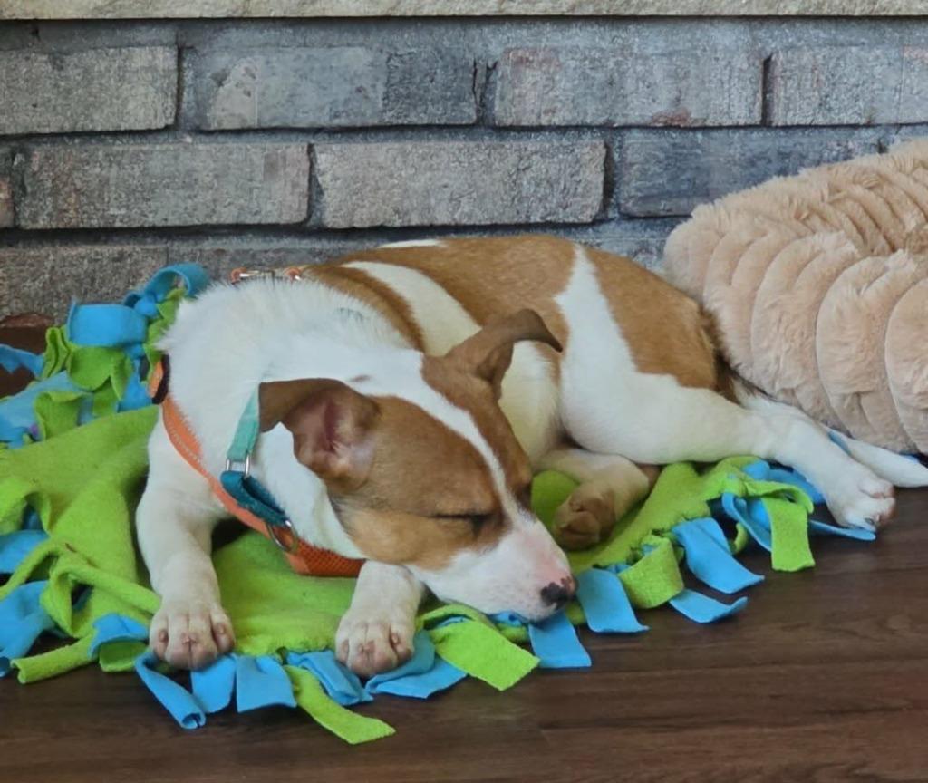 Enlarge EmmyLou $500, a Adoptable mixed breed in Milwaukee, WI image 2/5