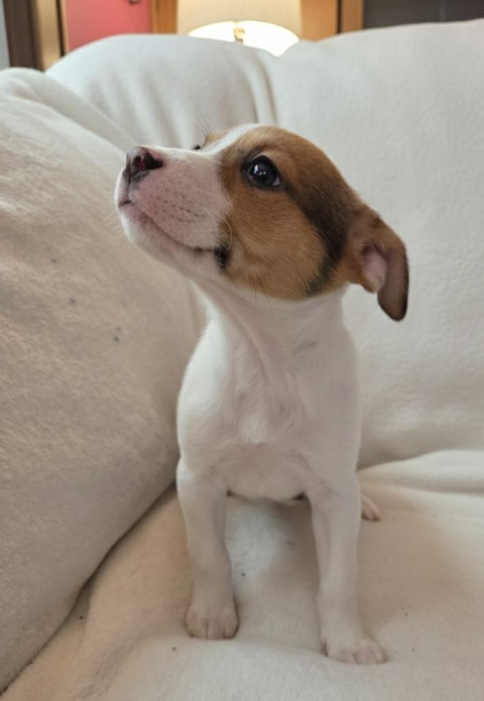 Enlarge EmmyLou $500, a Adoptable mixed breed in Milwaukee, WI image 2/3