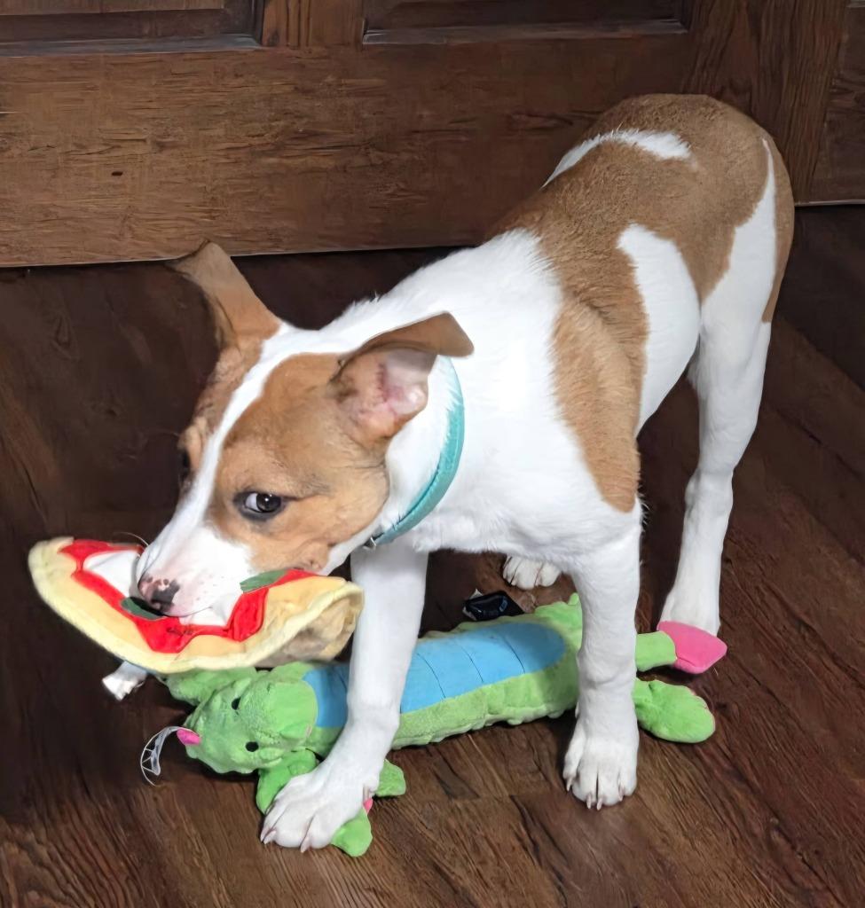 EmmyLou $500, a Adoptable mixed breed in Milwaukee, WI image 4/5
