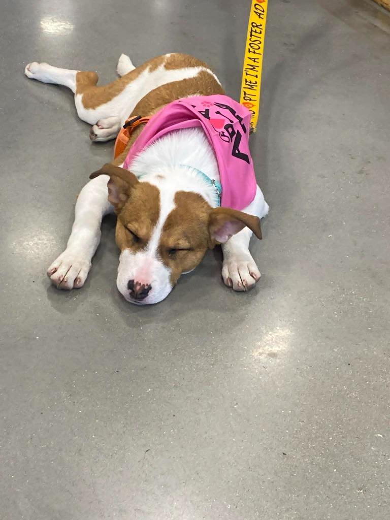 Enlarge EmmyLou $500, a Adoptable mixed breed in Milwaukee, WI image 3/5