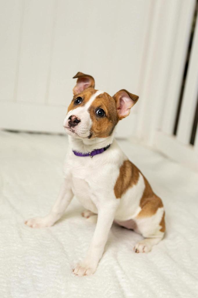 Enlarge EmmyLou $500, a Adoptable mixed breed in Milwaukee, WI image 3/3