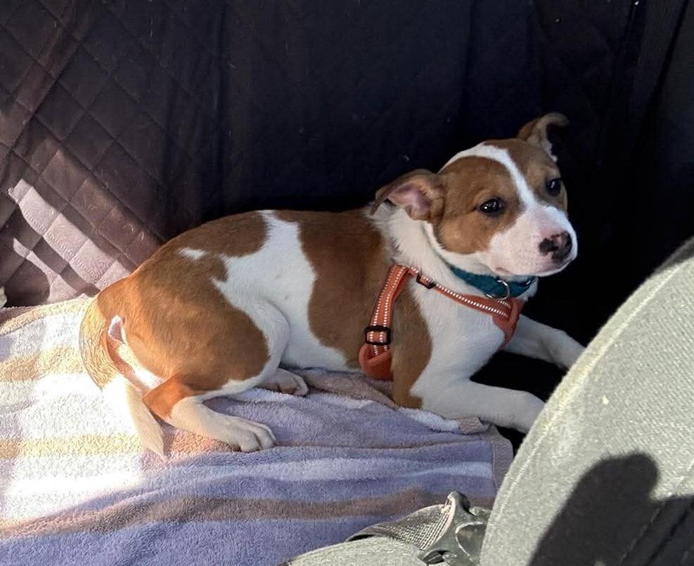 Enlarge EmmyLou $500, a Adoptable mixed breed in Milwaukee, WI image 5/5