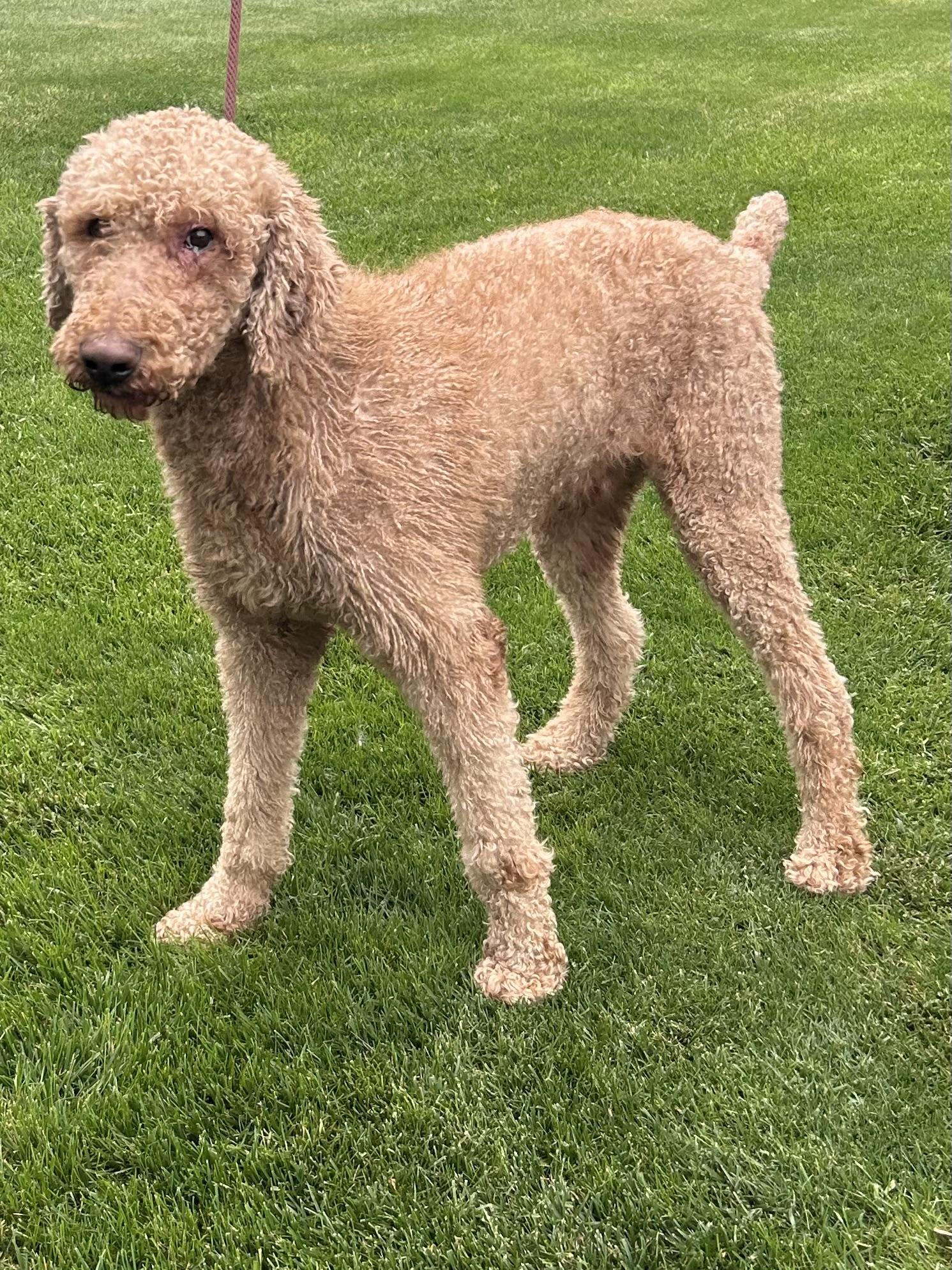 Enlarge JAKE (ohiosdrescue(at)gmail.com), a ADOPTABLE Goldendoodle in Rossford, OH image 1/2