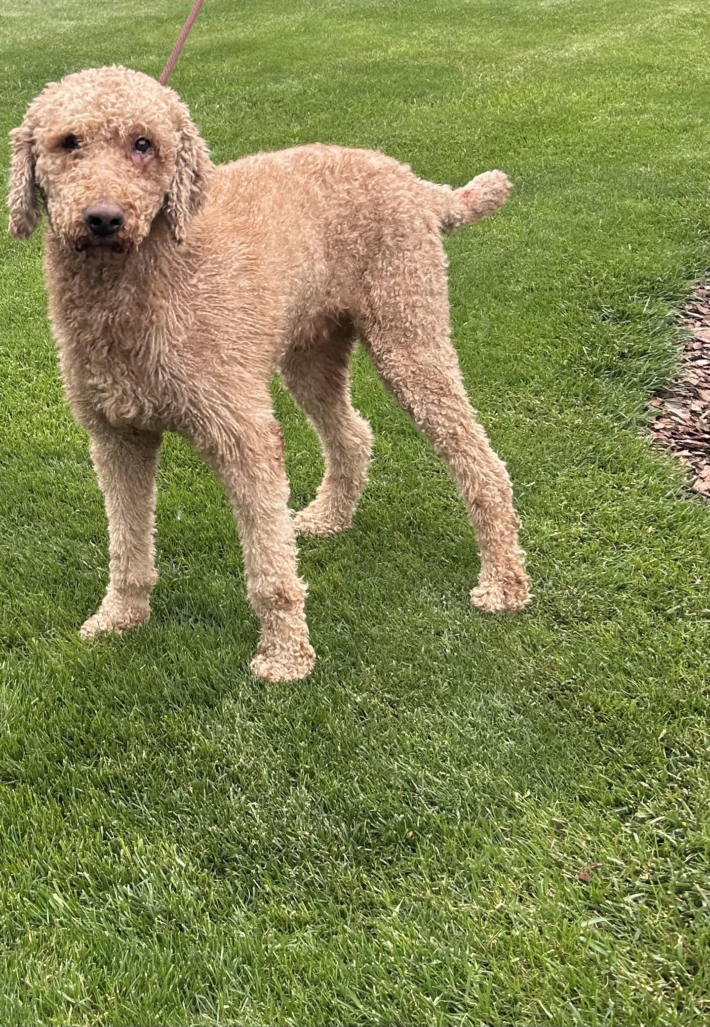 Enlarge JAKE (ohiosdrescue(at)gmail.com), a ADOPTABLE Goldendoodle in Rossford, OH image 2/2