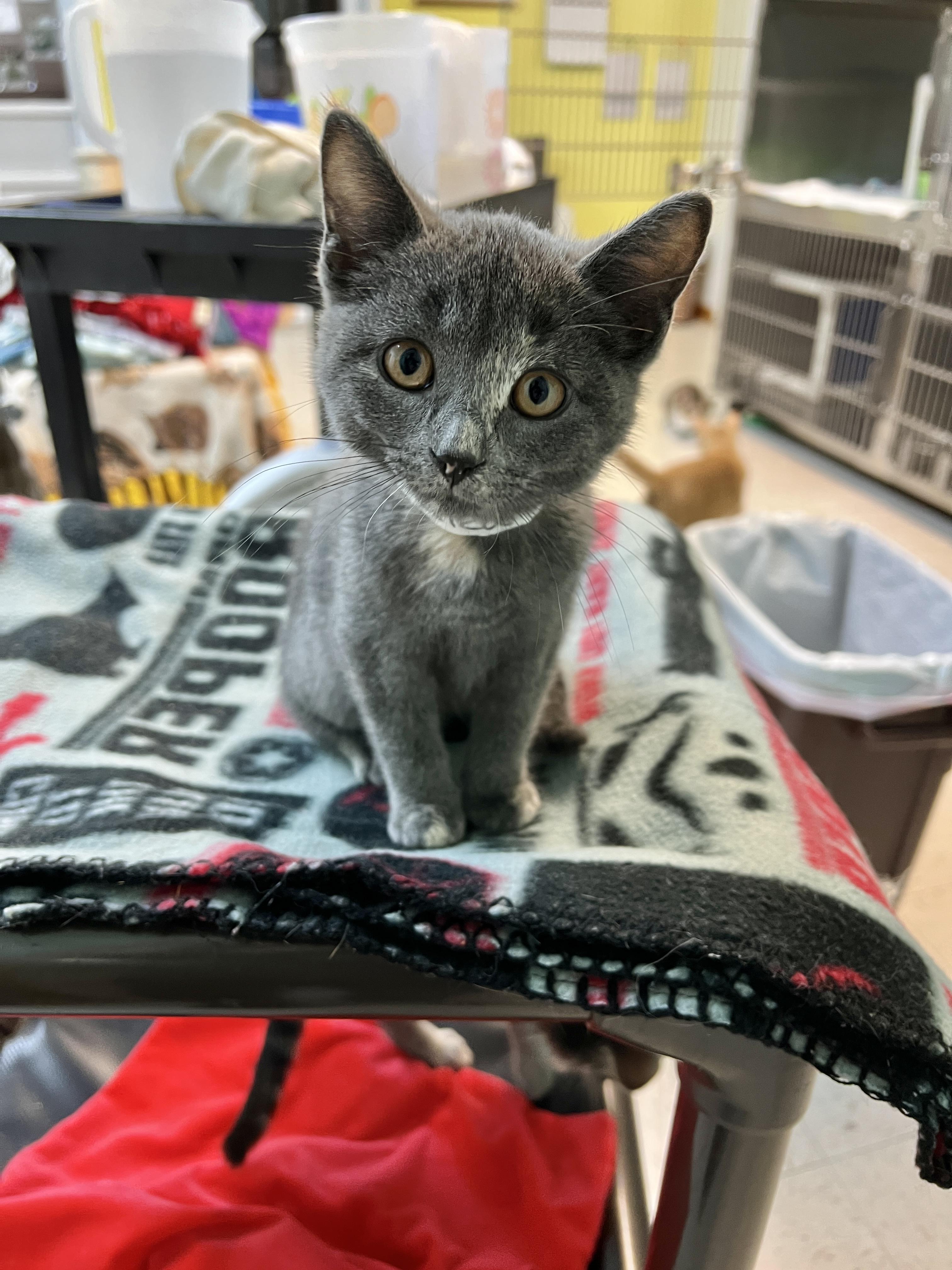 Eliza, Adoptable, Young Female Domestic Short Hair.