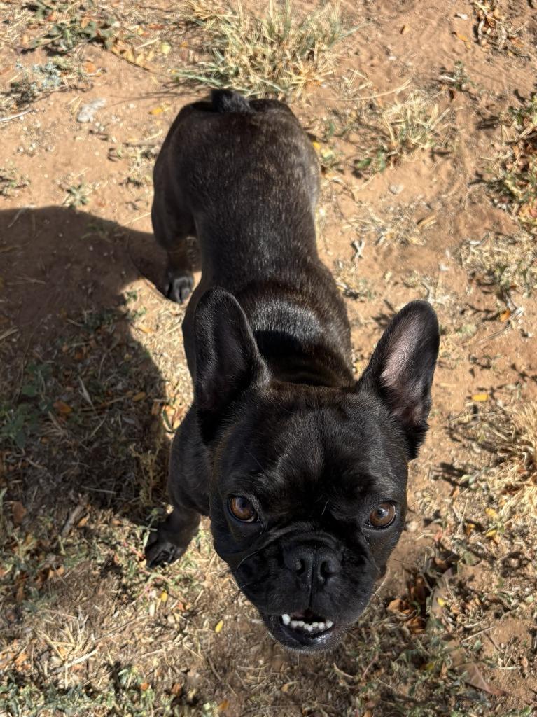 Enlarge Polly, a Adoptable French Bulldog in Midland, TX image 1/2