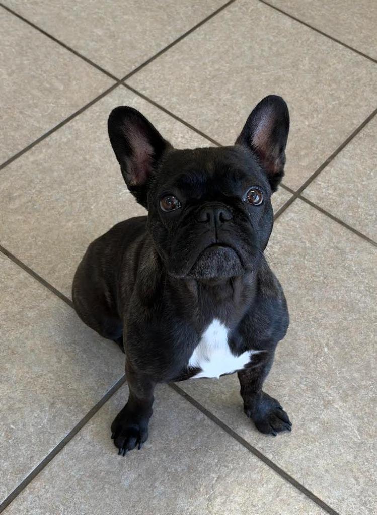 Enlarge Polly, a Adoptable French Bulldog in Midland, TX image 2/2