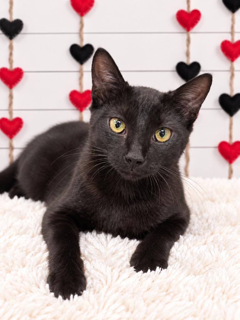 Enlarge Snapper, a Adoptable mixed breed in Corpus Christi, TX image 1/1