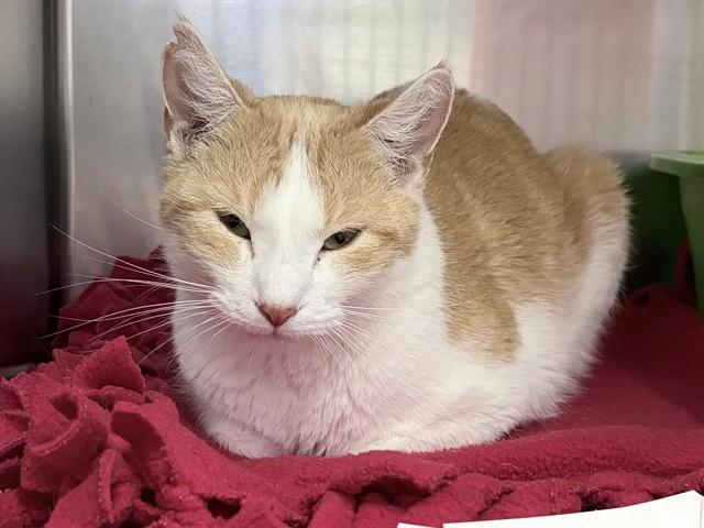 Enlarge SMALL FRY, a Adoptable Domestic Short Hair in Ames, IA image 1/1