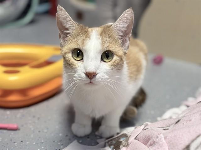 Enlarge SMALL FRY, a Adoptable Domestic Short Hair in Ames, IA image 1/1