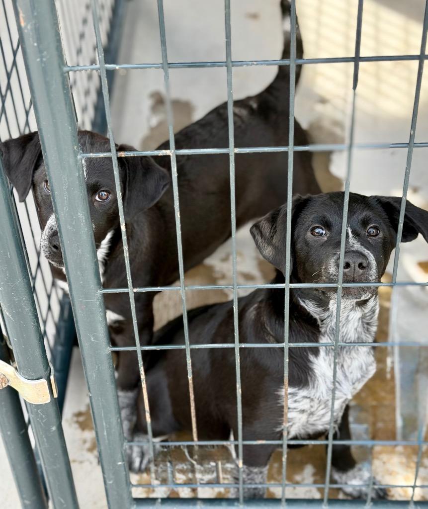 Manananggal, Adoptable, Puppy Female Australian Cattle Dog / Blue Heeler & Labrador Retriever.