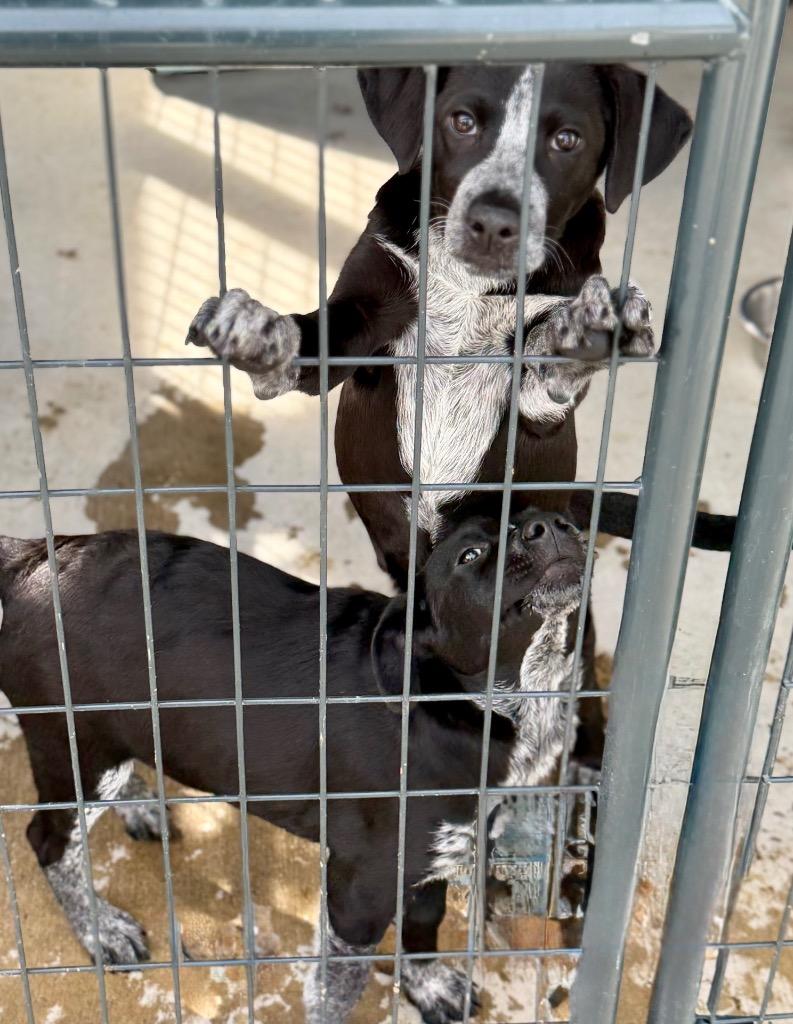 Enlarge Manananggal, a Adoptable mixed breed in Fort Lupton, CO image 2/3