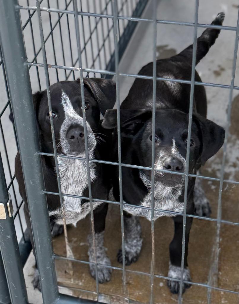 Enlarge Manananggal, a Adoptable mixed breed in Fort Lupton, CO image 3/3