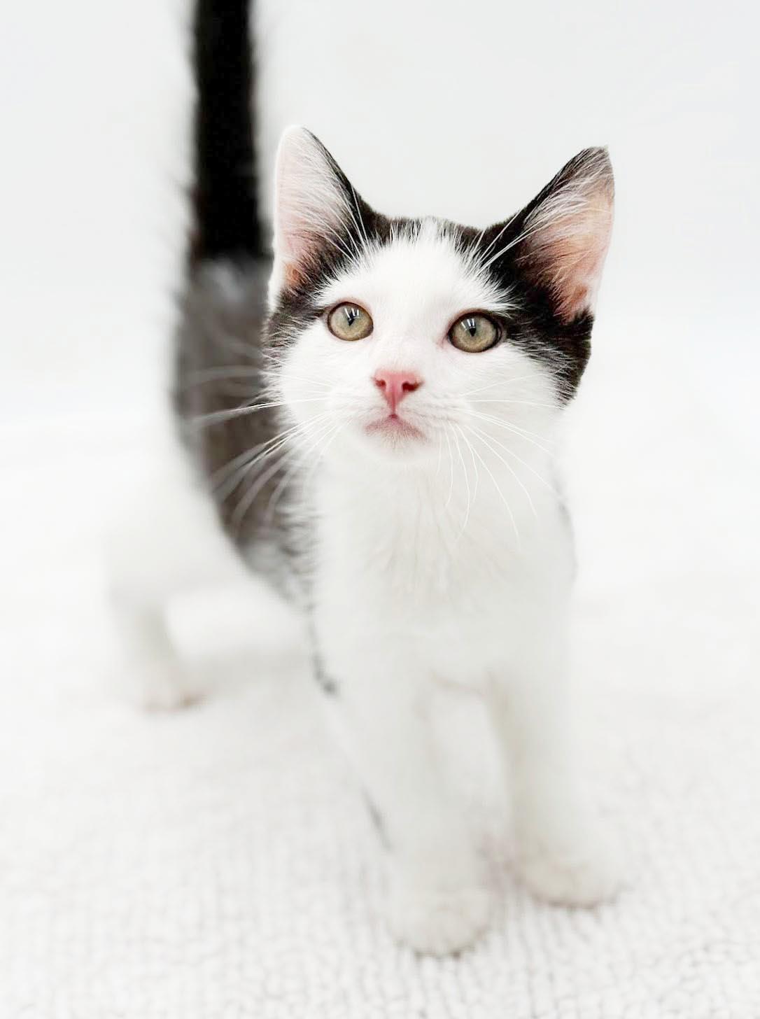 Enlarge Black Jack is always a winner - what a LOVER, a Adoptable mixed breed in Bedford Hills, NY image 4/5