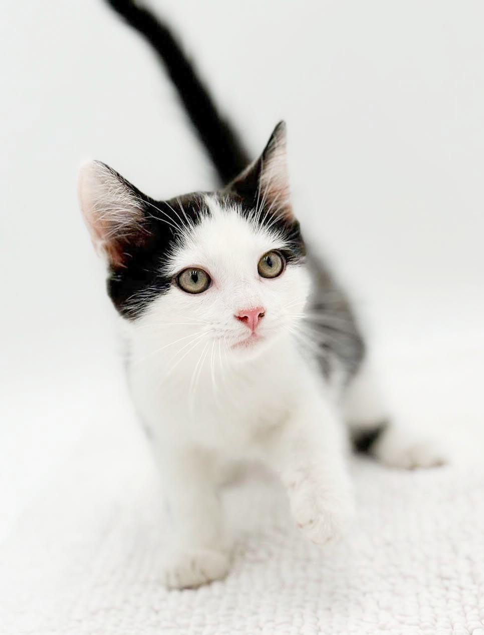 Enlarge Black Jack is always a winner - what a LOVER, a Adoptable mixed breed in Bedford Hills, NY image 3/5