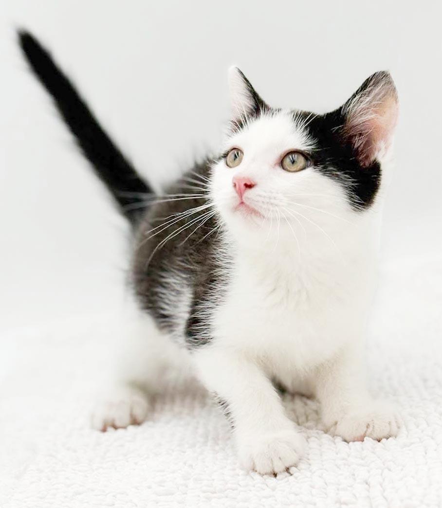 Enlarge Black Jack is always a winner - what a LOVER, a Adoptable mixed breed in Bedford Hills, NY image 5/5