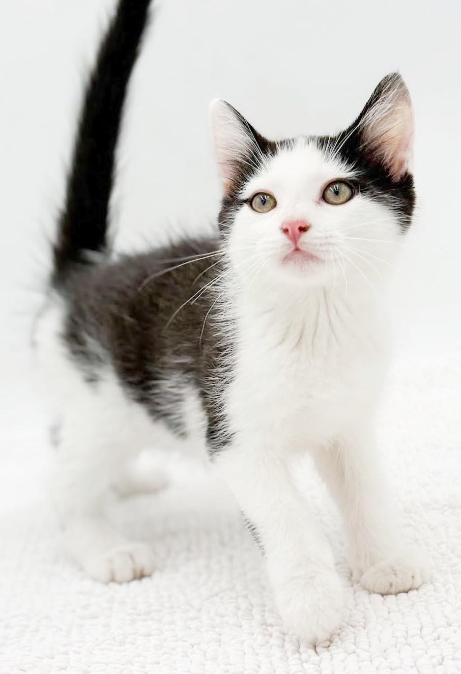Enlarge Black Jack is always a winner - what a LOVER, a Adoptable mixed breed in Bedford Hills, NY image 2/5