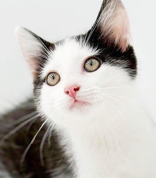 Enlarge Black Jack is always a winner - what a LOVER, a Adoptable mixed breed in Bedford Hills, NY image 1/5