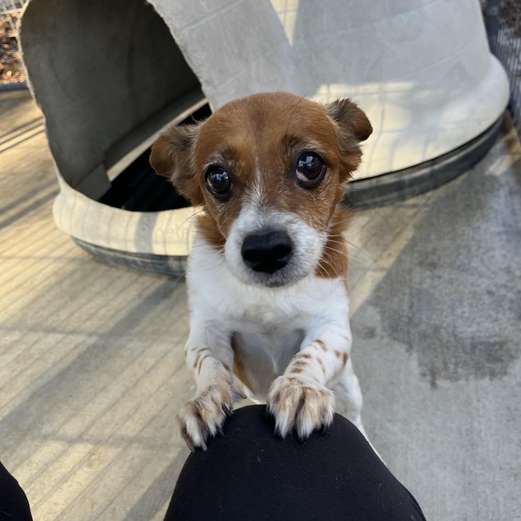 Sweetpea, a Adoptable mixed breed in Smithfield, NC image 2/3