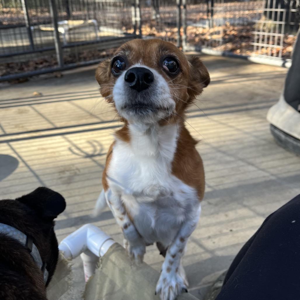 Sweetpea, a Adoptable mixed breed in Smithfield, NC image 3/3