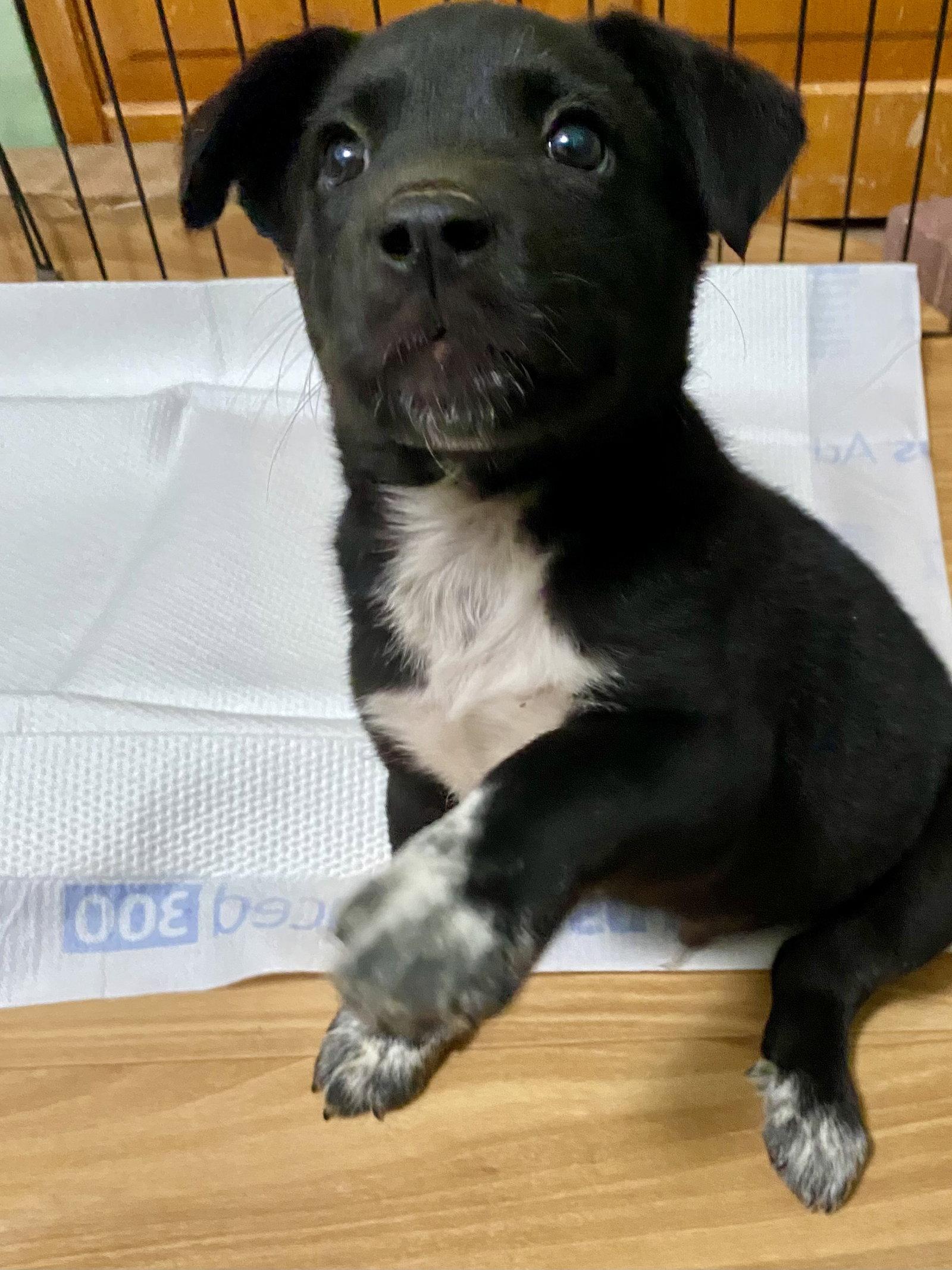 Knox, a Adopted mixed breed in Barnhart, MO image 1/3