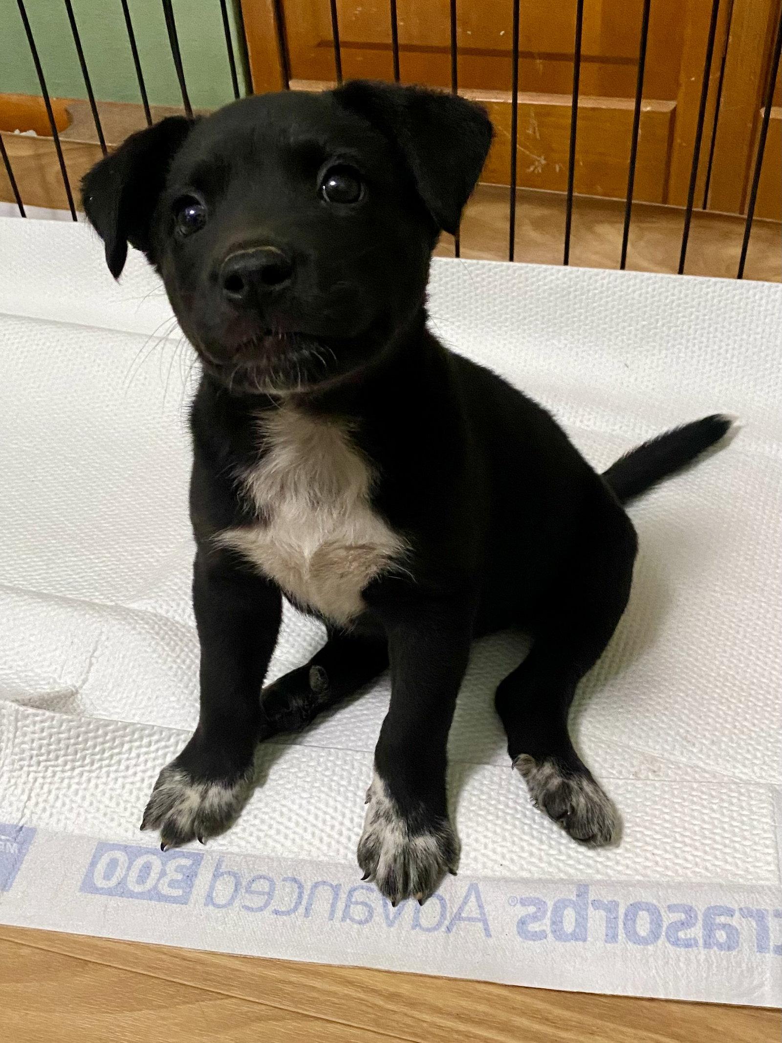 Knox, a Adopted mixed breed in Barnhart, MO image 2/3