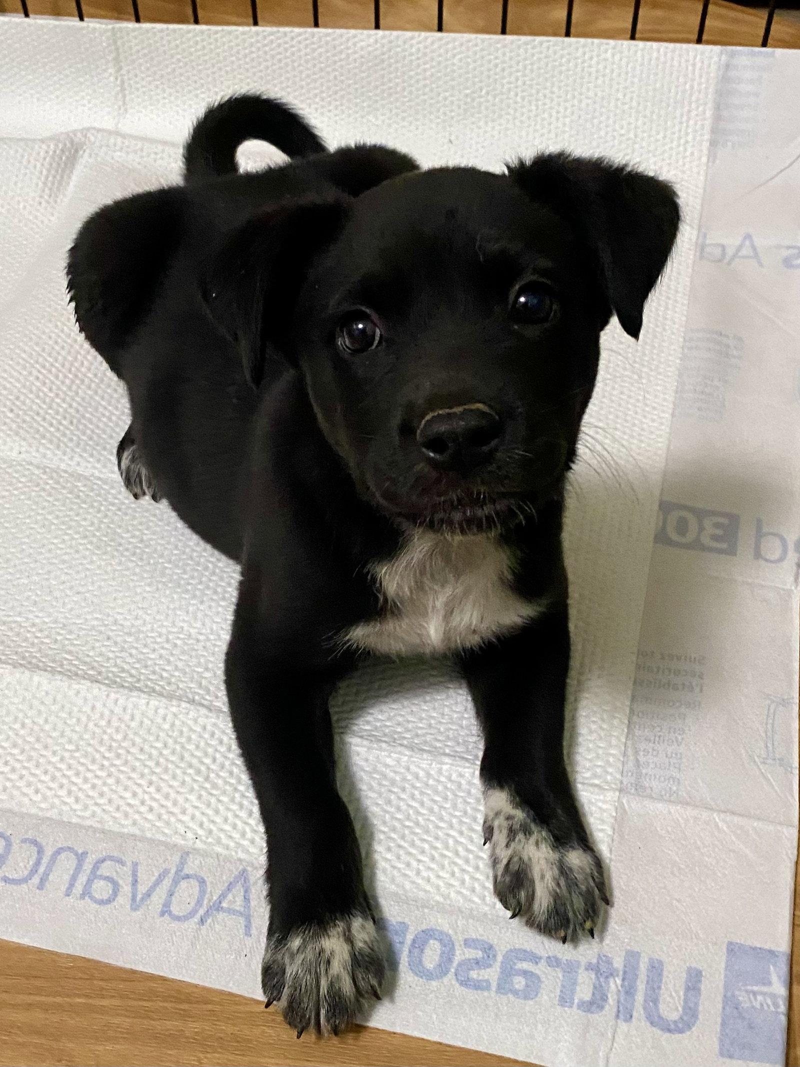 Knox, a Adopted mixed breed in Barnhart, MO image 3/3