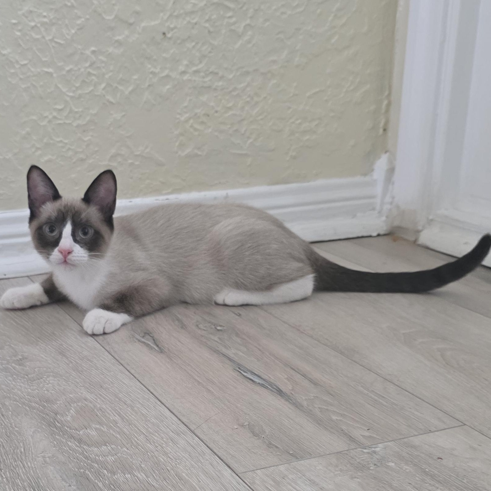 Enlarge DJ, an adopted American Shorthair in Houston, TX image 2/3