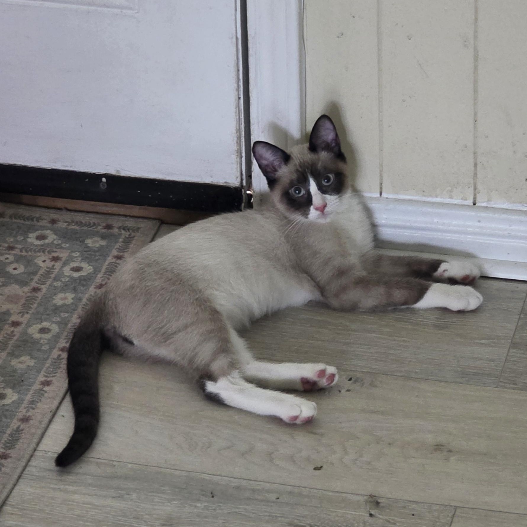Enlarge DJ, an adopted American Shorthair in Houston, TX image 3/3