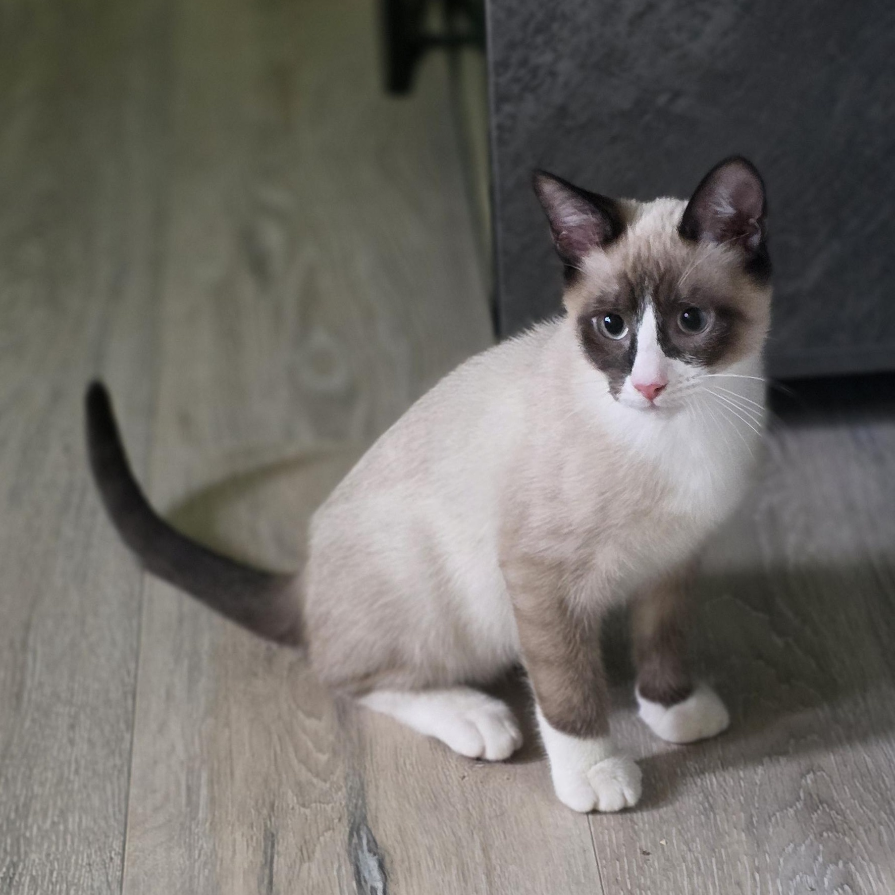 DJ, adopted, Kitten Male American Shorthair.