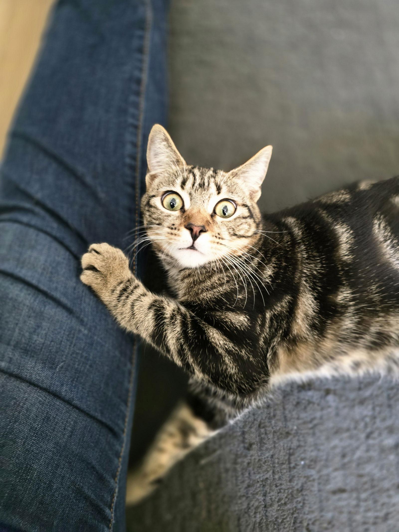 Bruno Marz, Adoptable, Young Male Tabby.