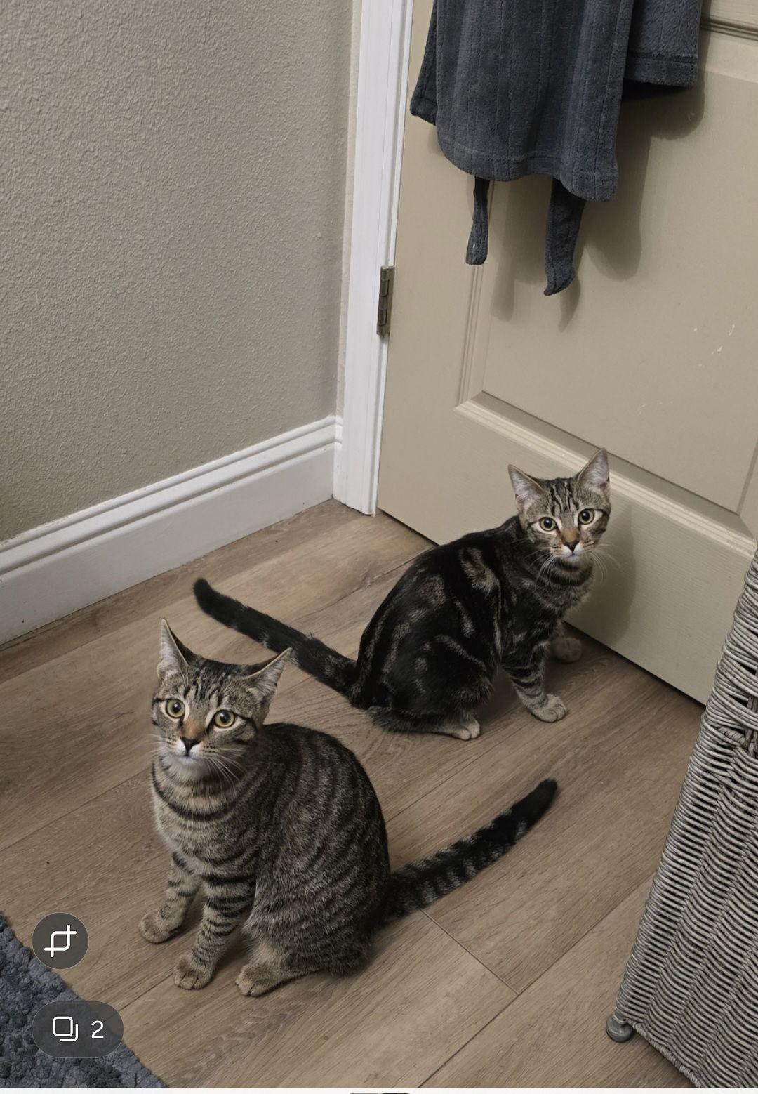 Enlarge Bruno Marz, a Adoptable Tabby in Visalia, CA image 2/2