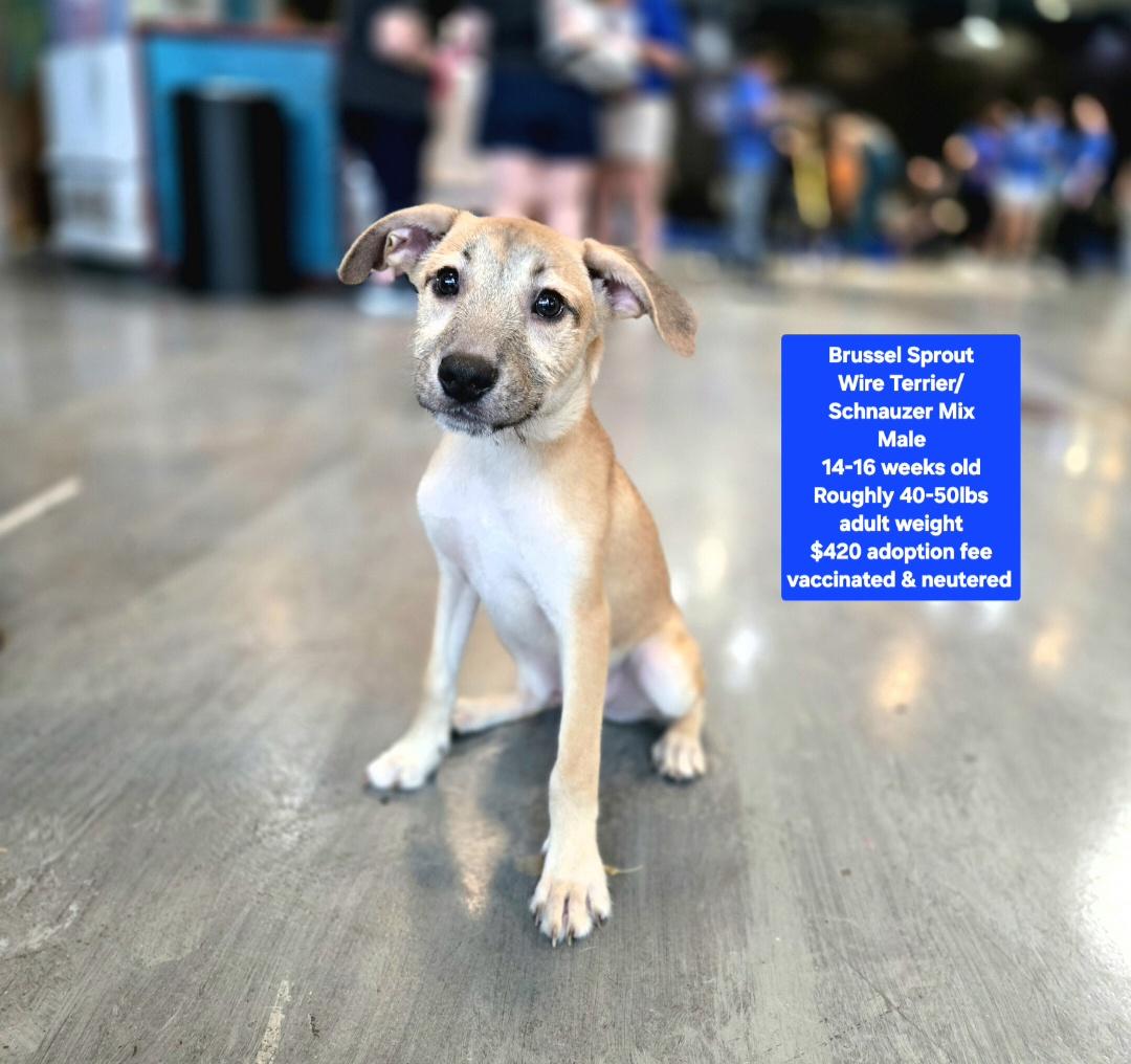 Brussels Sprout, Adoptable, Puppy Male Wirehaired Terrier & Schnauzer.