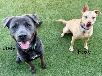 Joey, Adoptable, Adult Male Mixed Breed & Mixed Breed.