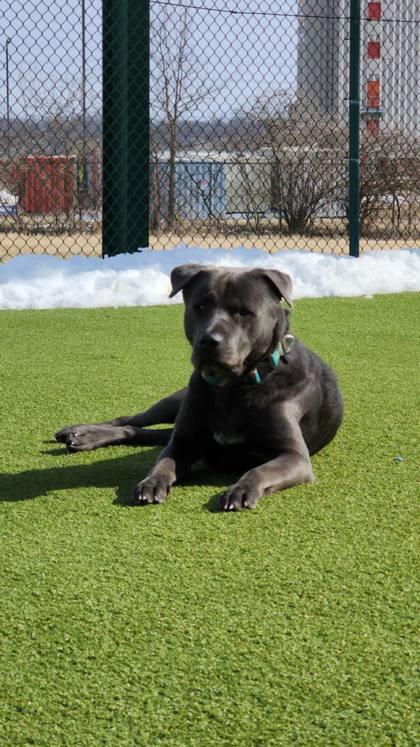 Enlarge Joey, a Adoptable mixed breed in Independence, MO image 1/3