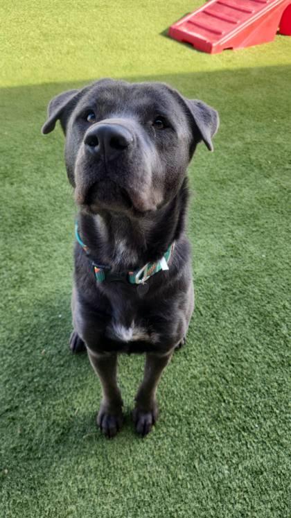 Enlarge Joey, a Adoptable mixed breed in Independence, MO image 3/3