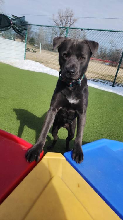 Enlarge Joey, a Adoptable mixed breed in Independence, MO image 3/3